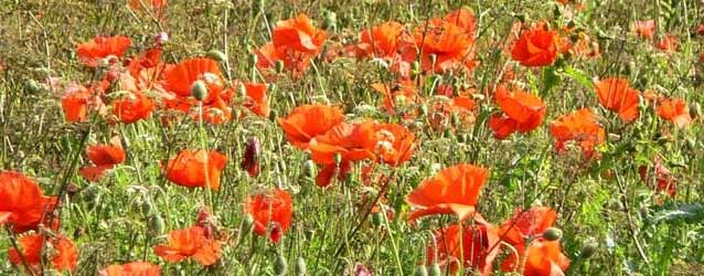 Remembrance Parade 2019 – 10th November